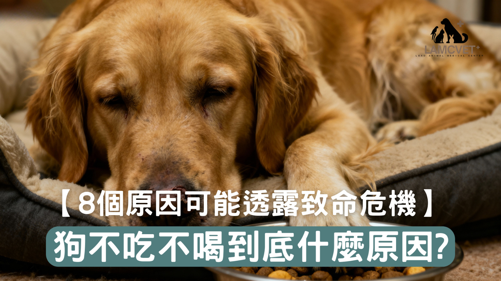 狗不吃不喝8個原因可能誘發致命危機