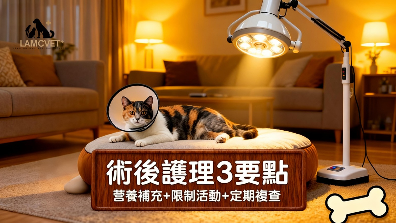 貓咪術後護理三要點圖解：營養補充、限制活動、定期複查的重要性