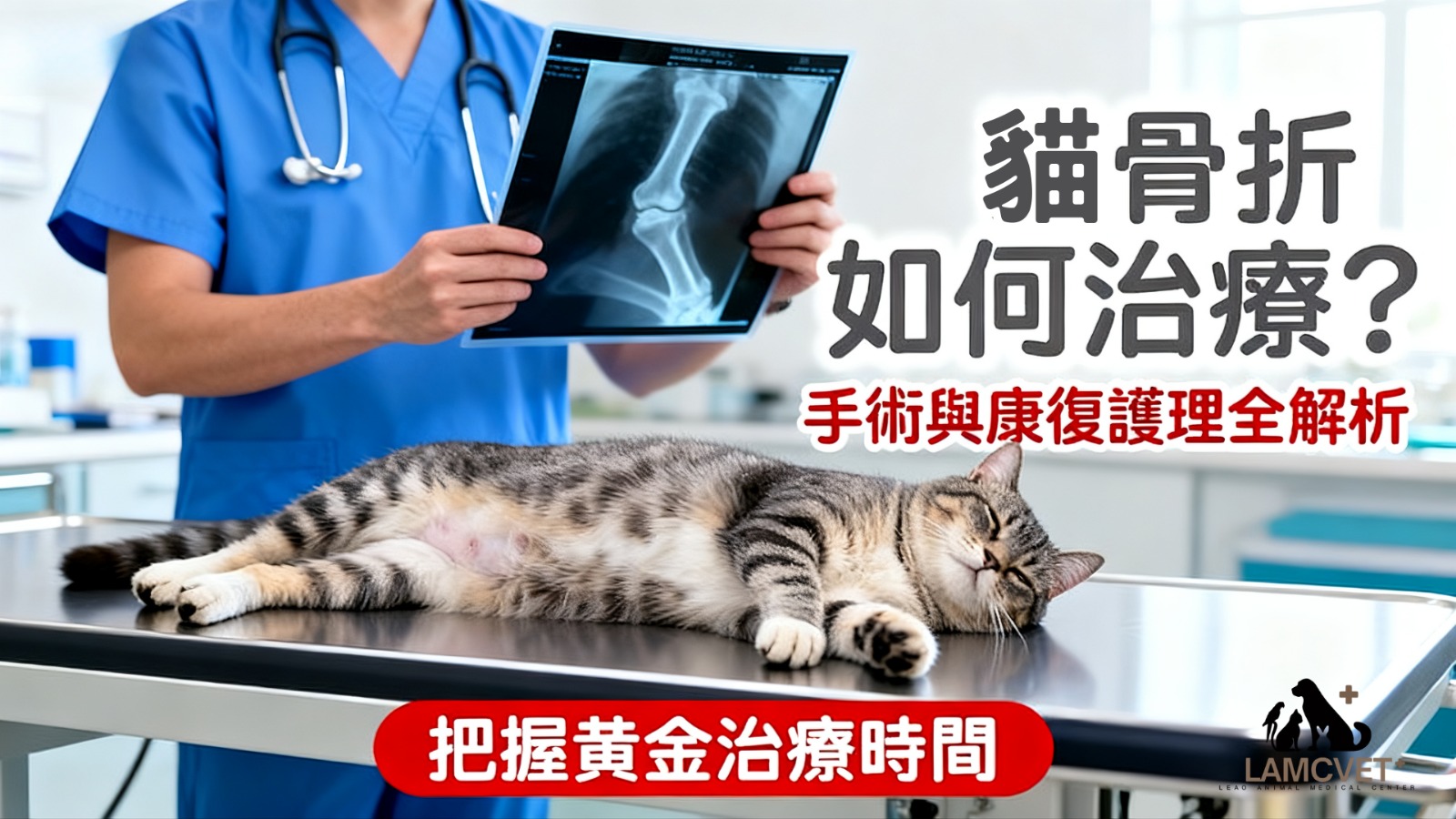 貓骨折治療流程圖：從診斷、手術到康復護理的完整治療過程