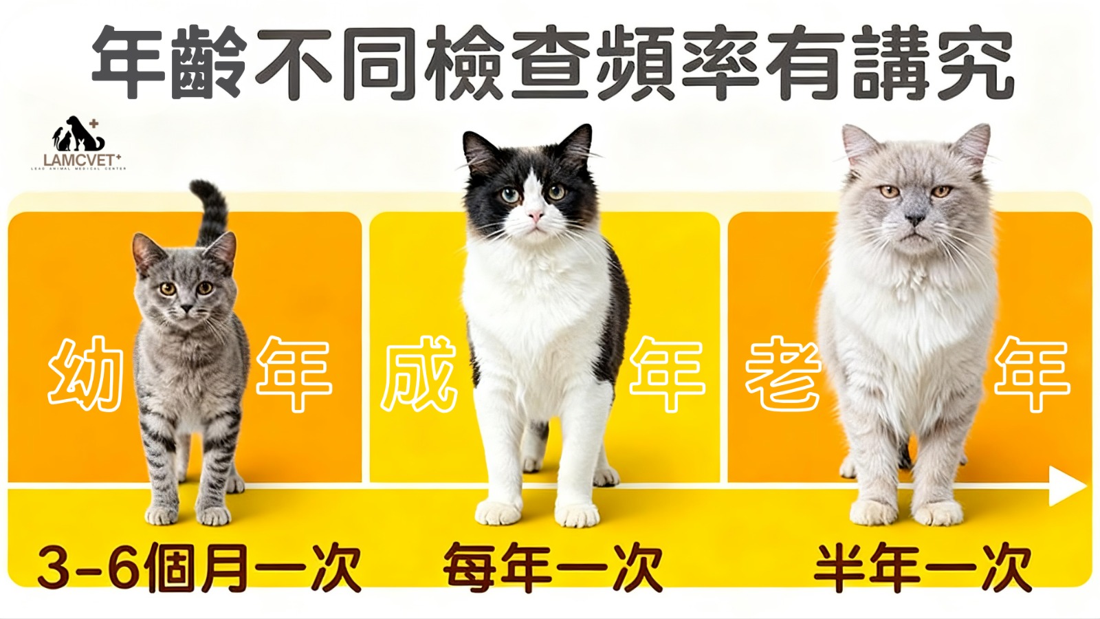 貓咪年齡與健康檢查頻率對照圖：幼年、成年、老年貓的檢查時程安排