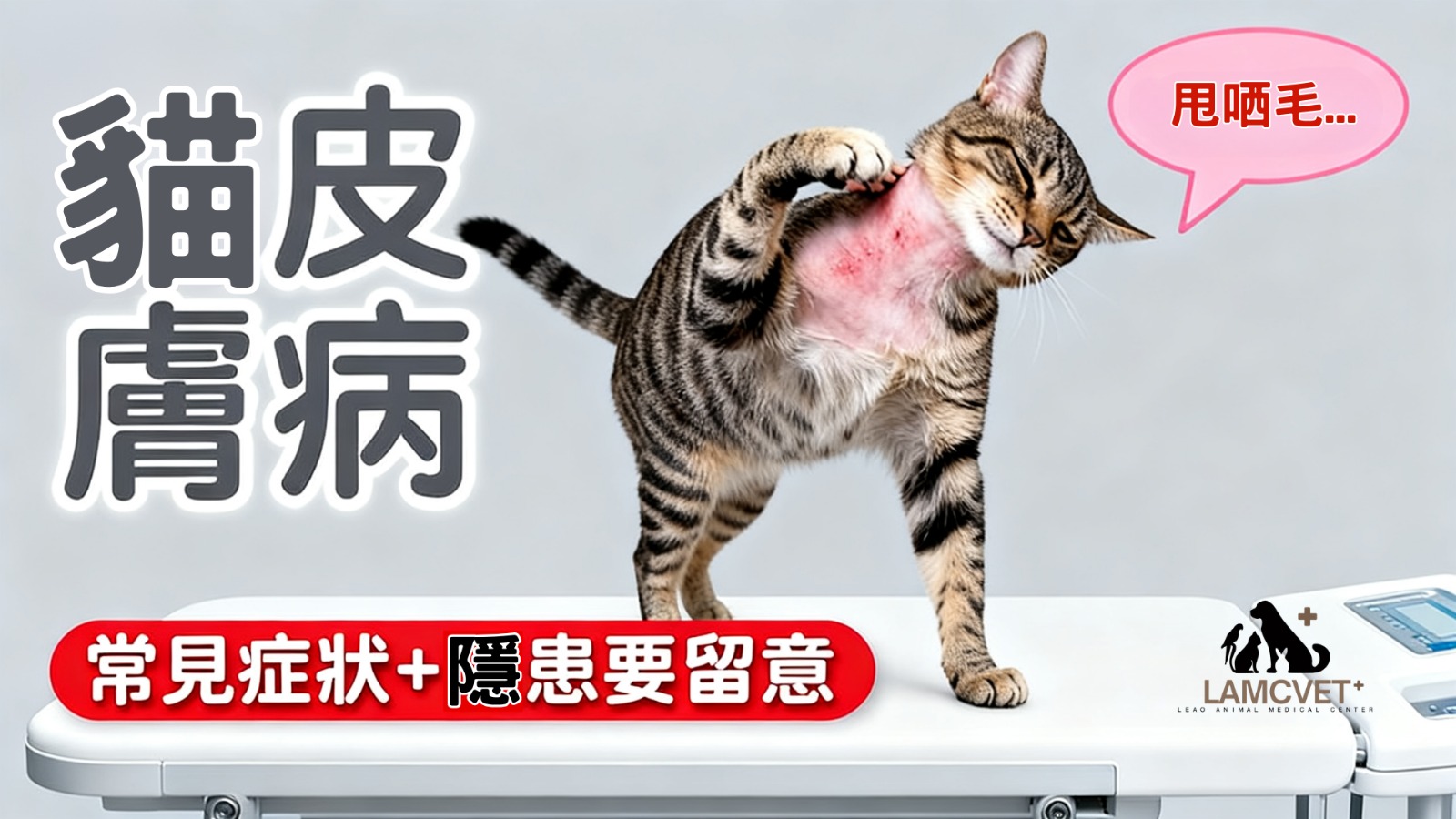 貓皮膚病常見症狀識別圖：皮膚炎、脫毛、紅腫等症狀表現及隱患警示